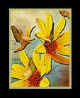 Butterflies on yellow flowers against an interesting background thumbnail